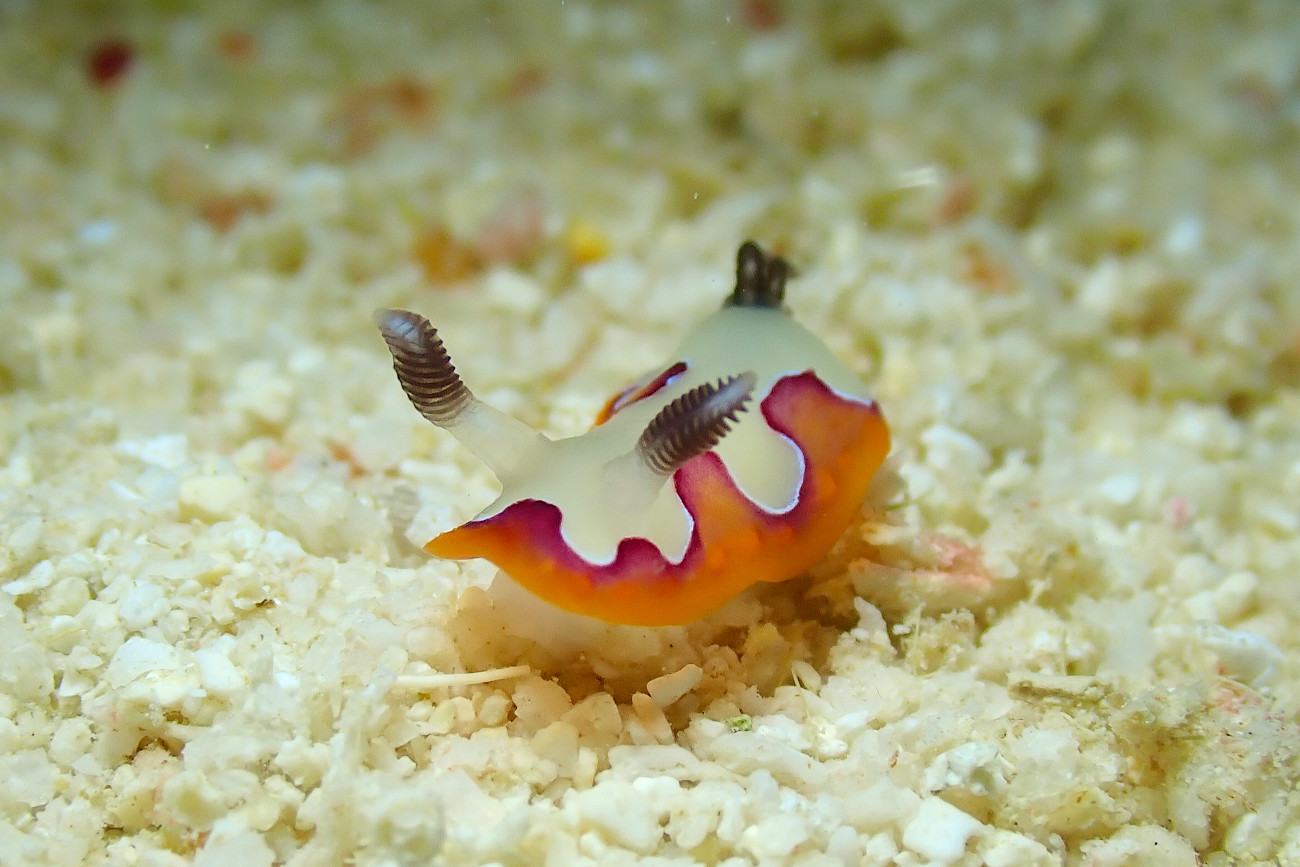 フジナミウミウシ