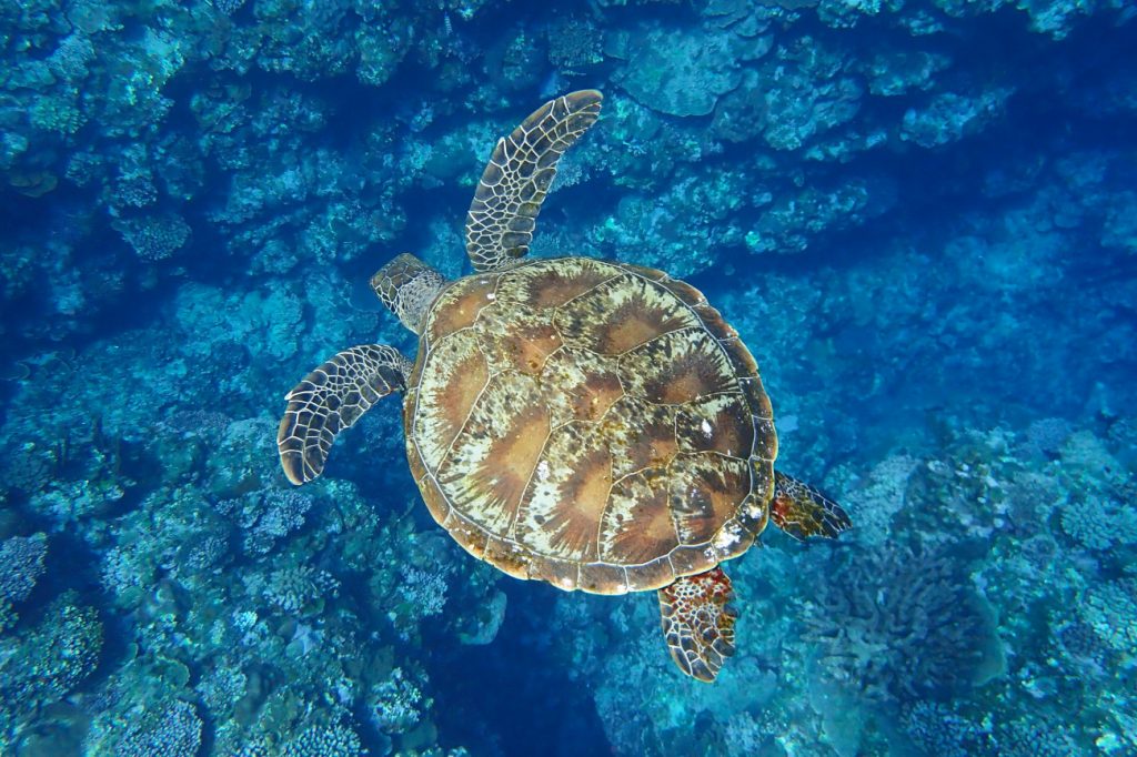 アオウミガメ