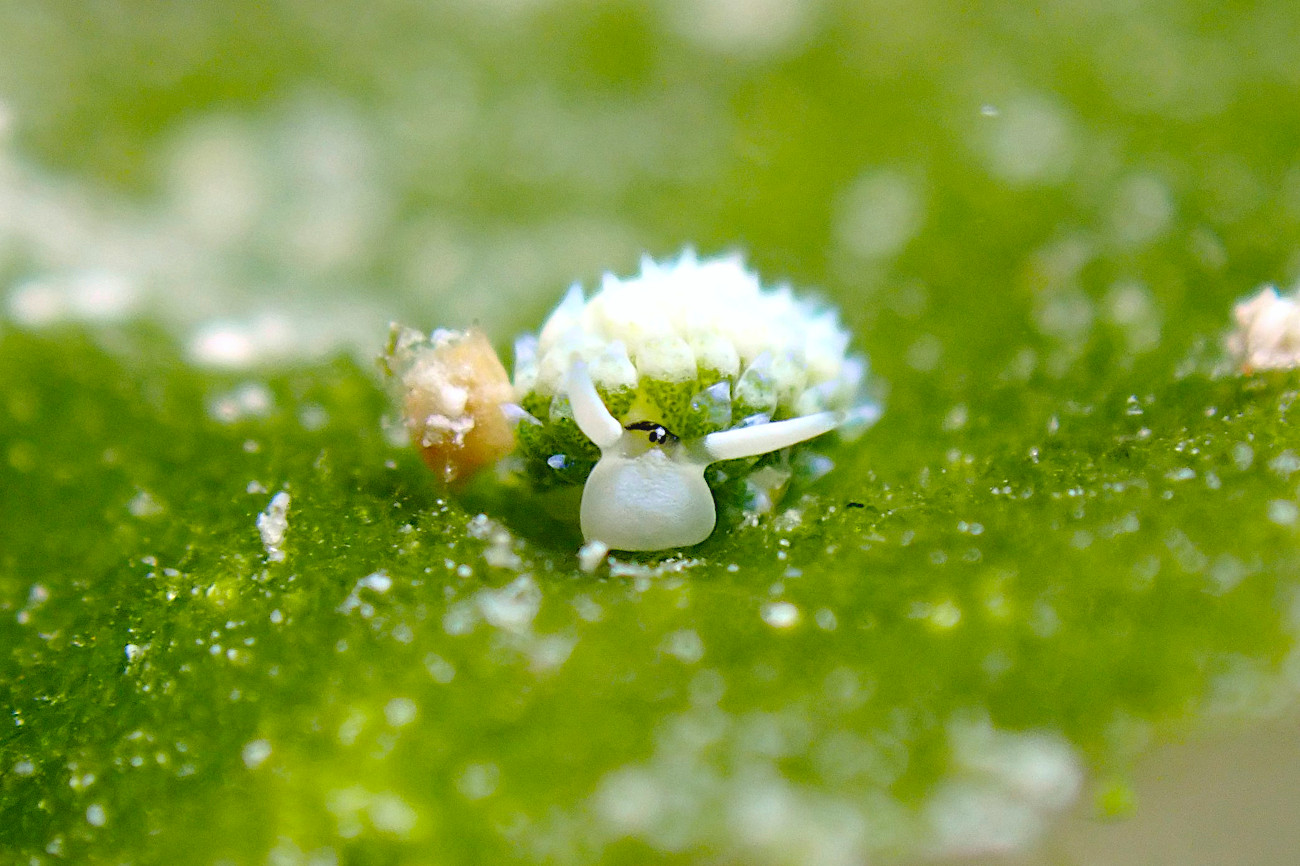ウサギモウミウシに会いたい💕 | 沖縄久米島の少人数制ダイビング