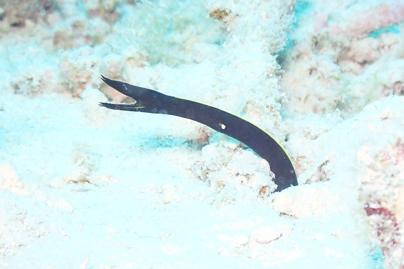 ハナヒゲウツボ幼魚