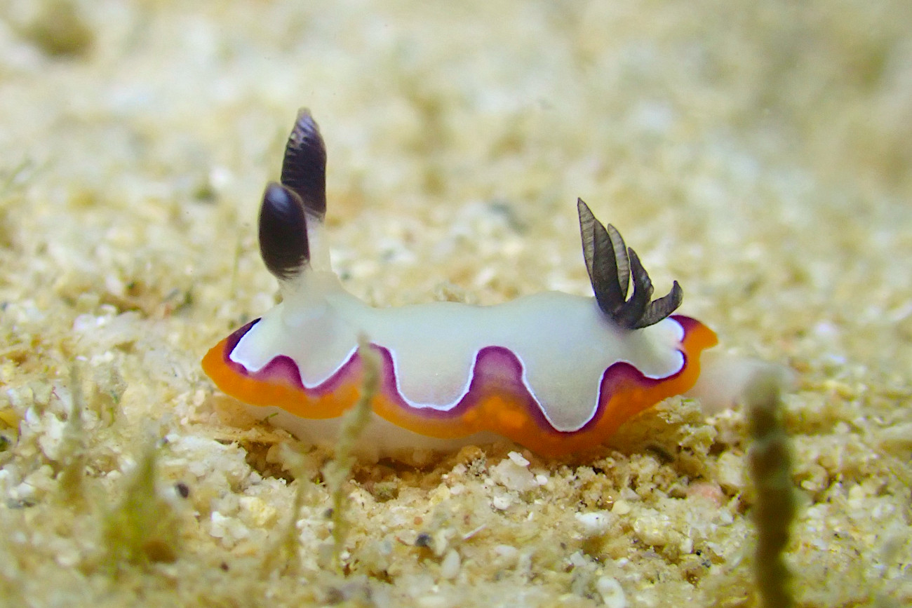 フジナミウミウシ