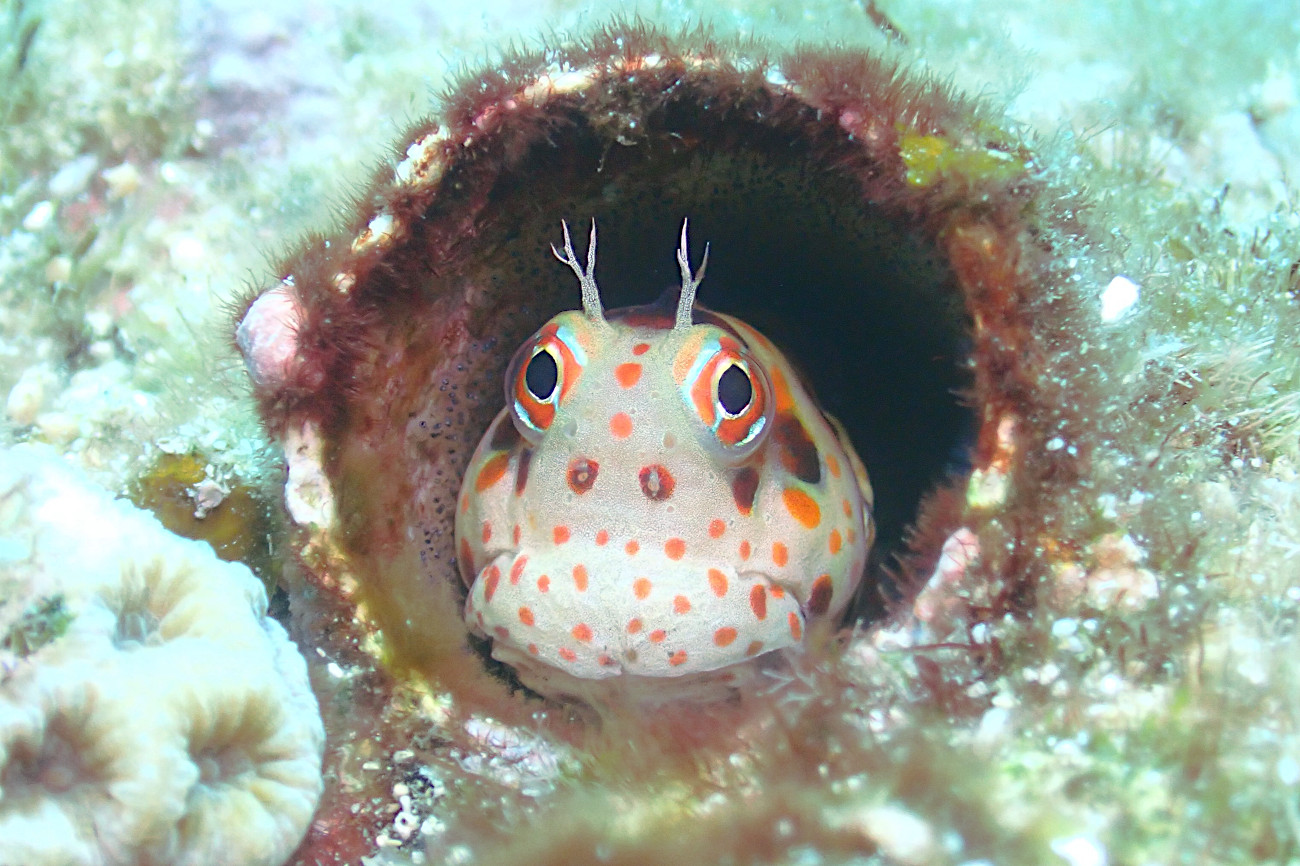 モンツキカエルウオ