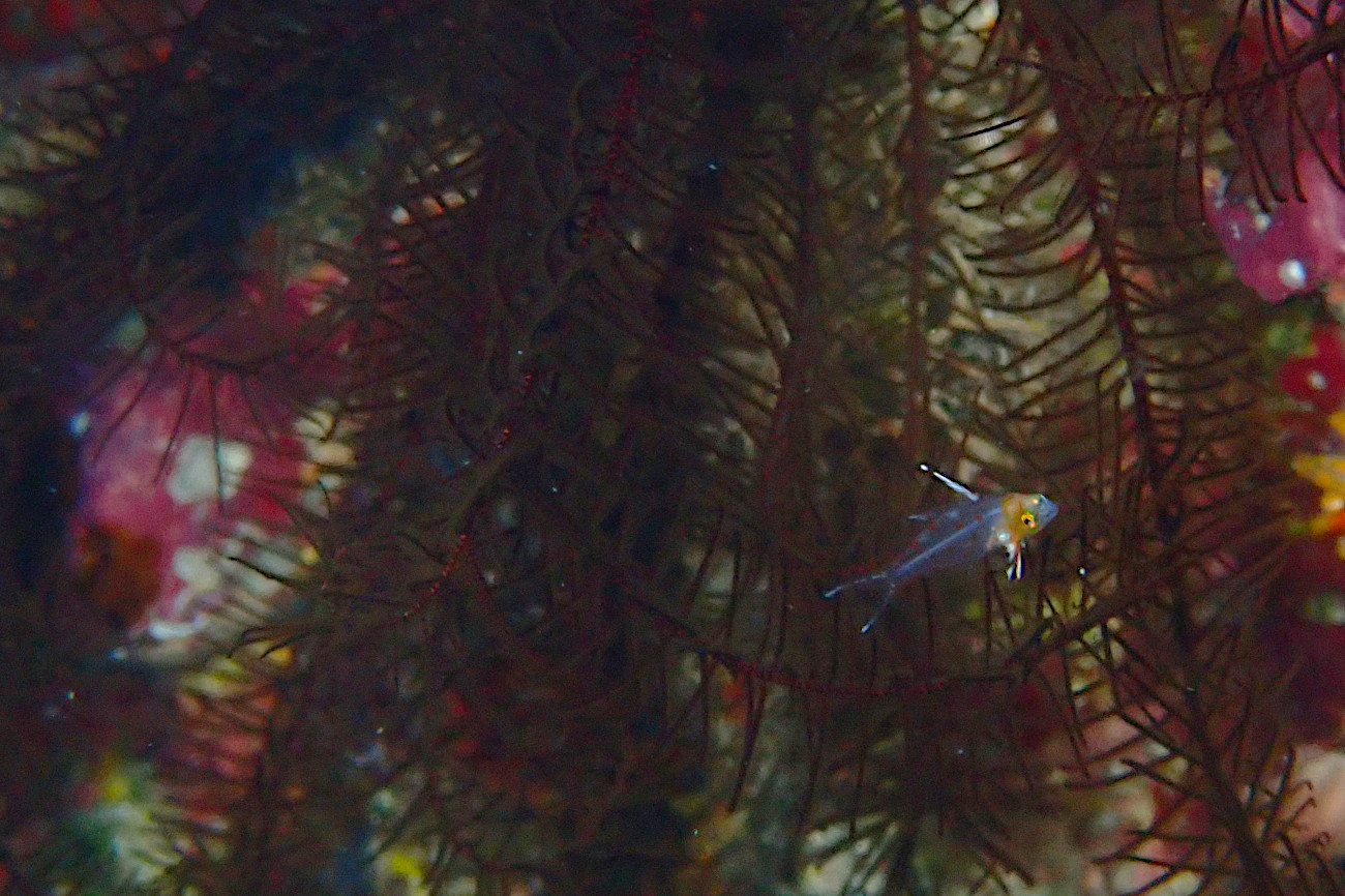 ヒオドシベラ幼魚
