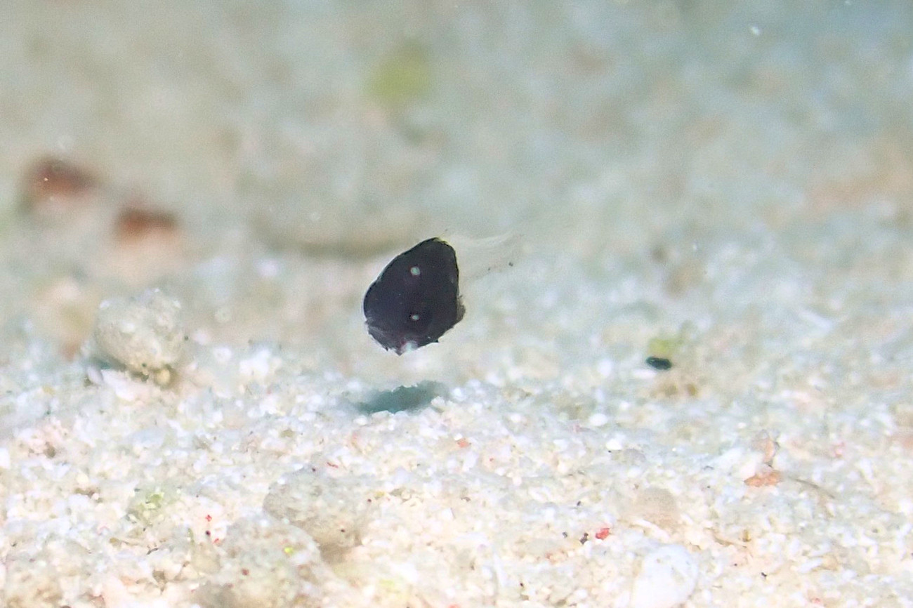 モンツキイシモチ幼魚