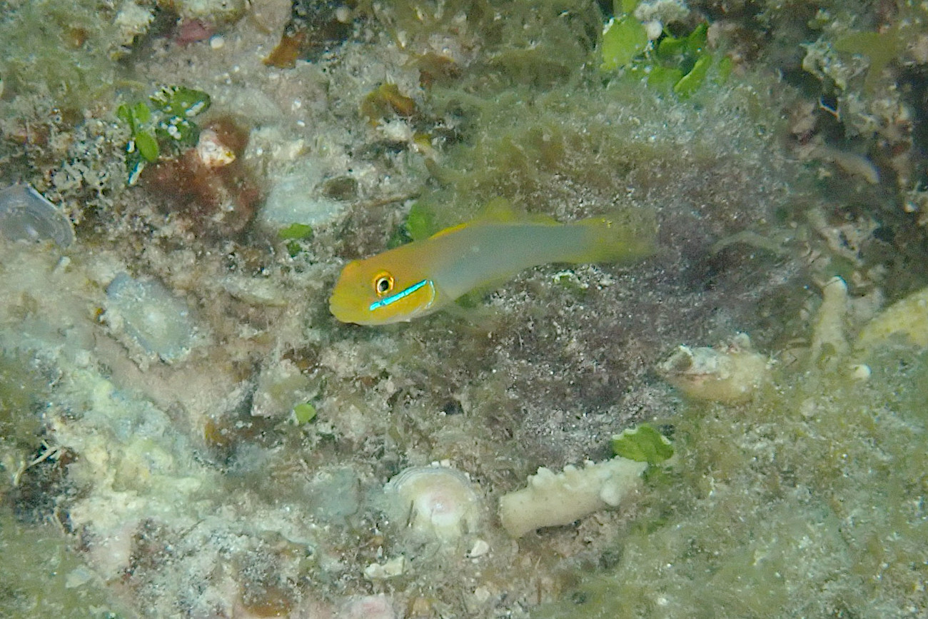 アカハチハゼ幼魚