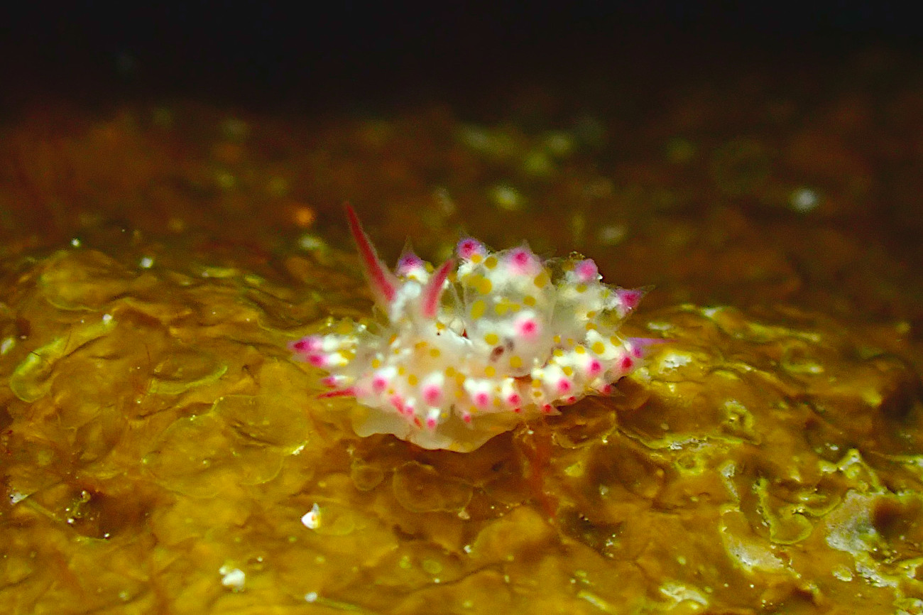 アカホシコヤナギウミウシ