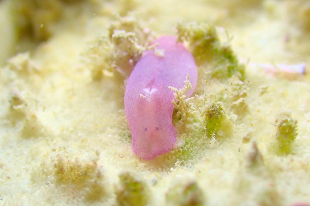 ナスコンチョウチョウミドリガイ