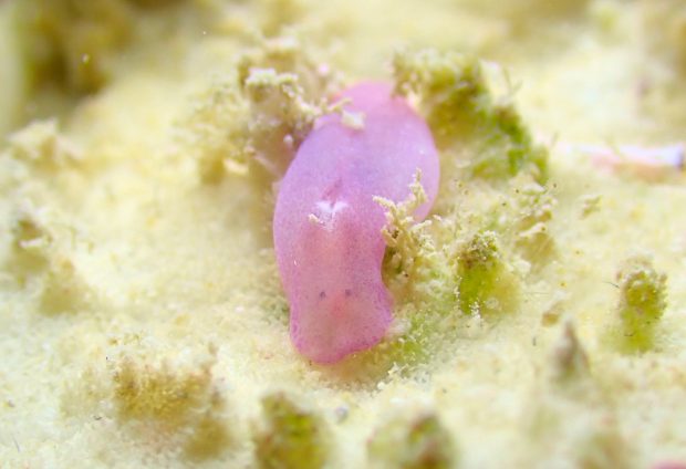 ナスコンチョウチョウミドリガイ