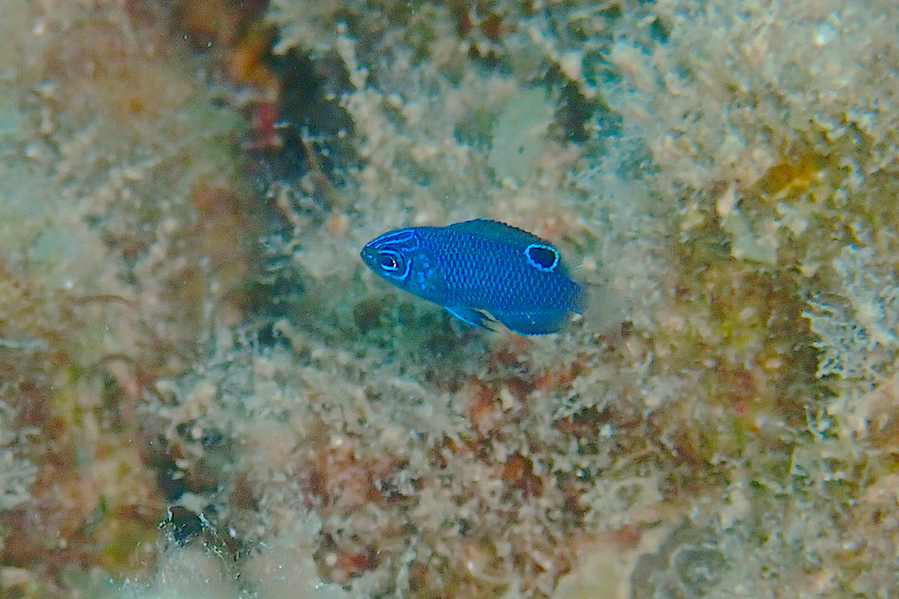 ナガサキスズメダイ幼魚