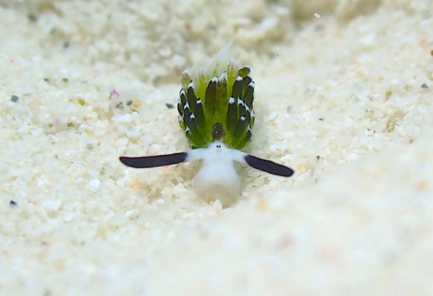 ウサギモウミウシ