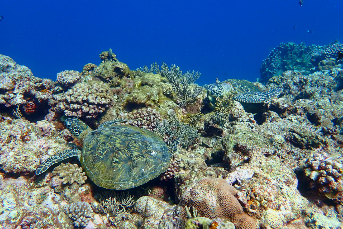 休むアオウミガメ