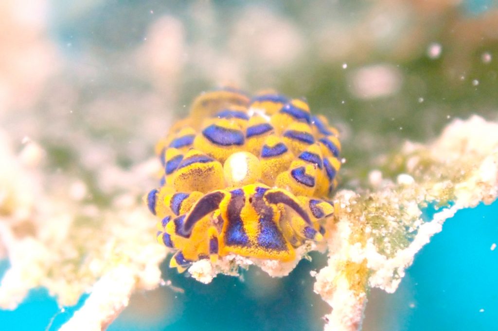ミナミアオモウミウシ