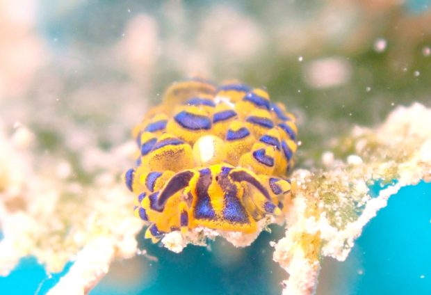 ミナミアオモウミウシ