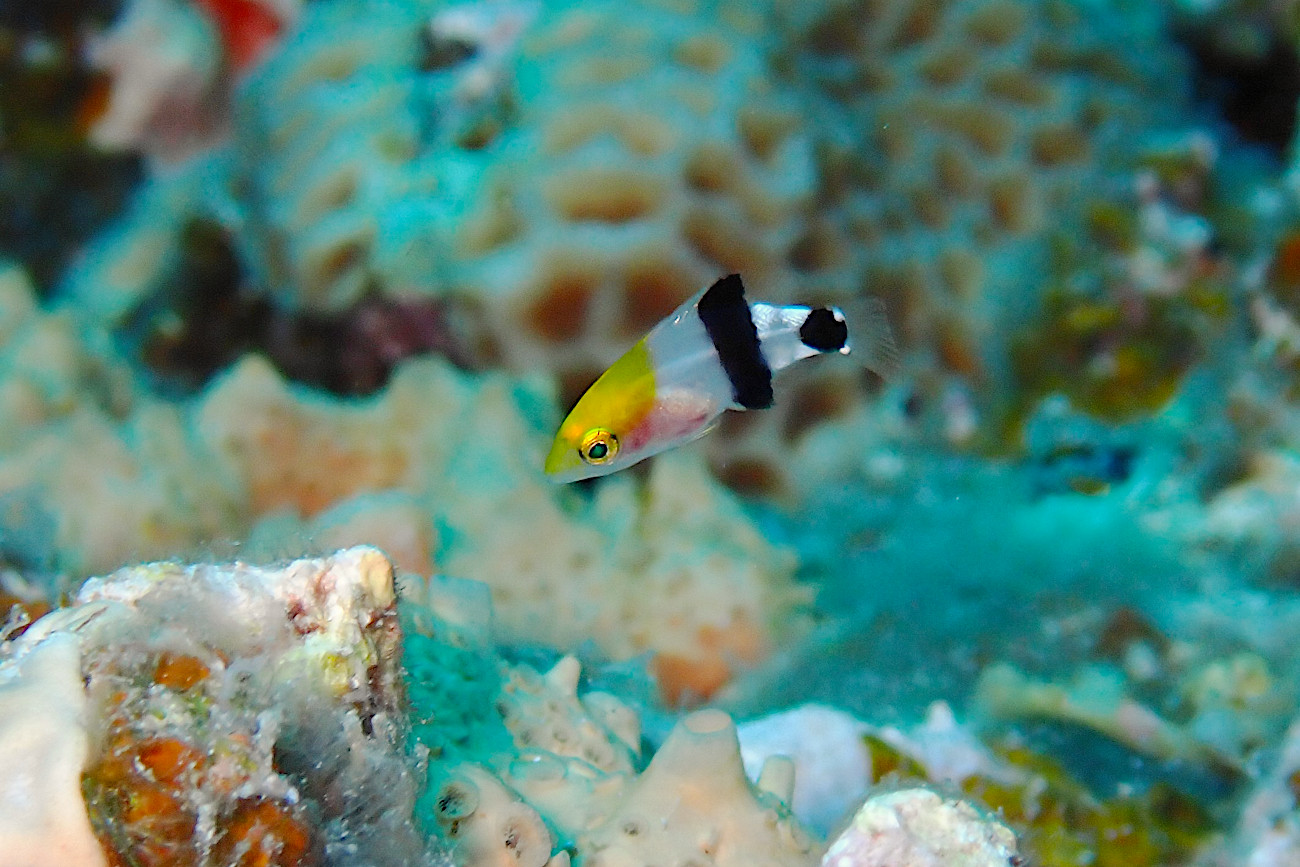 ヒレグロベラ幼魚