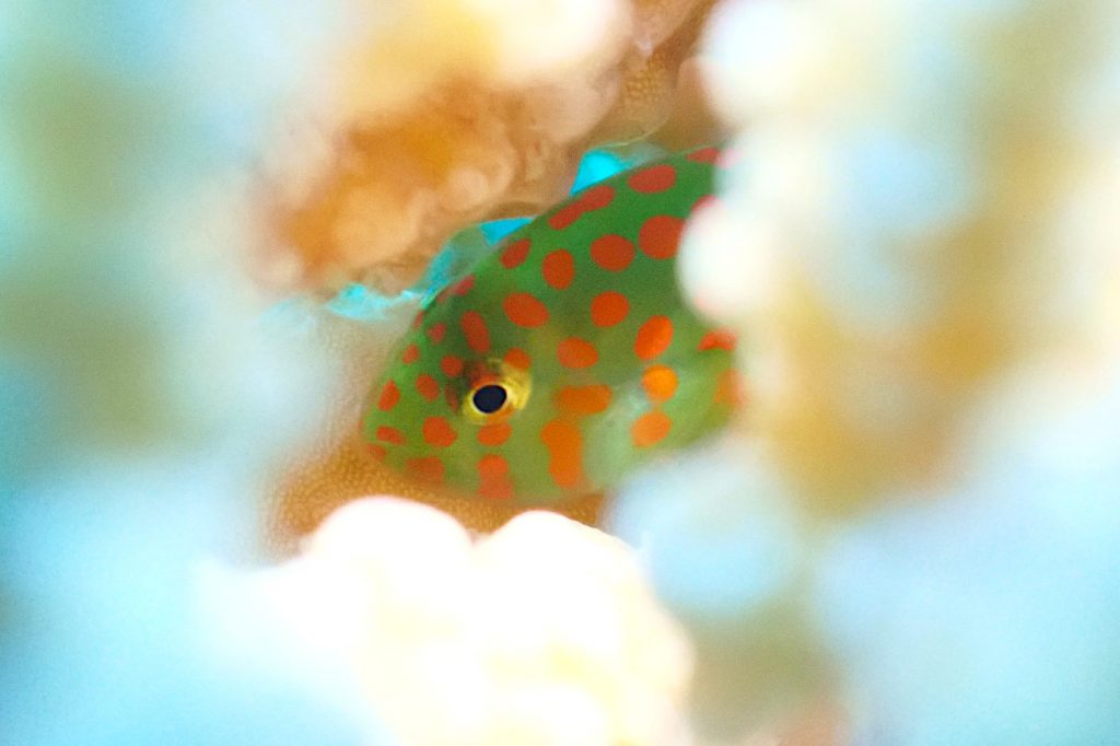 アカテンコバンハゼ