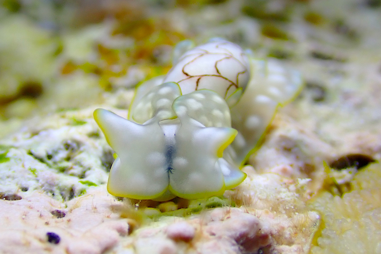 ワタユキシボリガイ