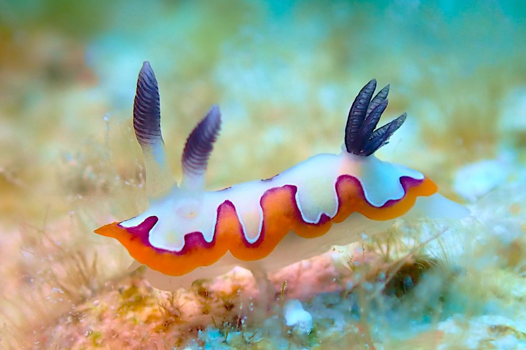 フジナミウミウシ