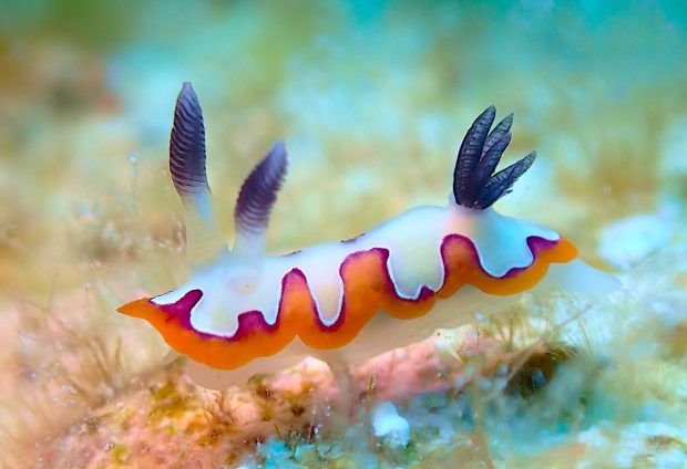 フジナミウミウシ