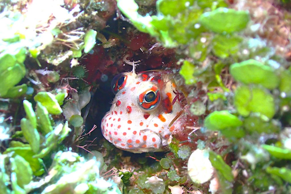 モンツキカエルウオ
