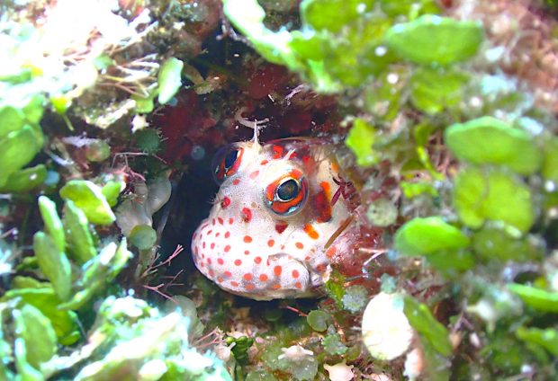 モンツキカエルウオ