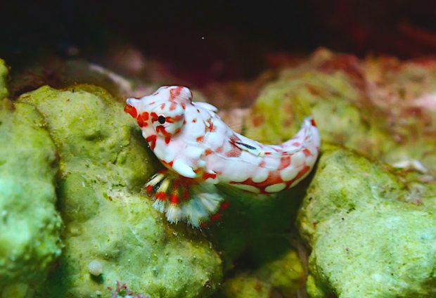 ミヤケテグリ