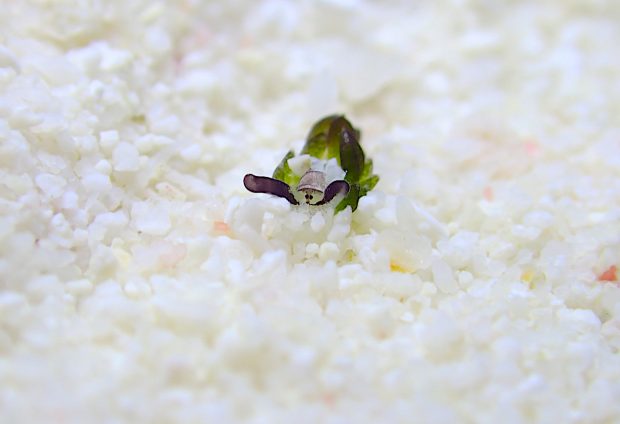 セジロモウミウシ