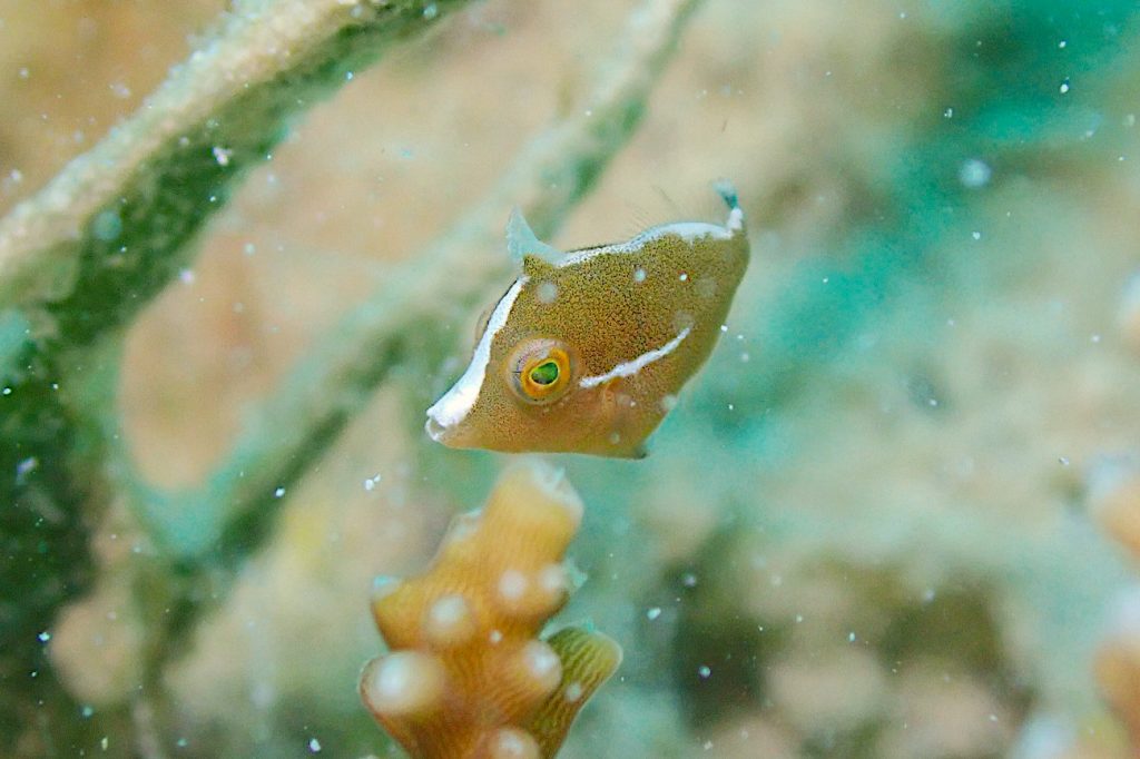 タテジマカワハギの幼魚
