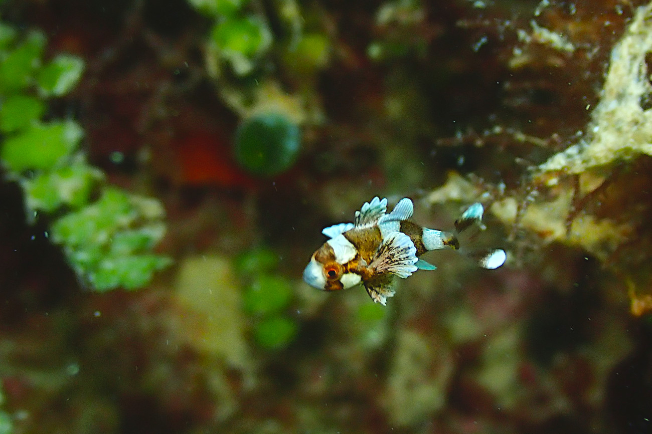 チョウチョウコショウダイ幼魚