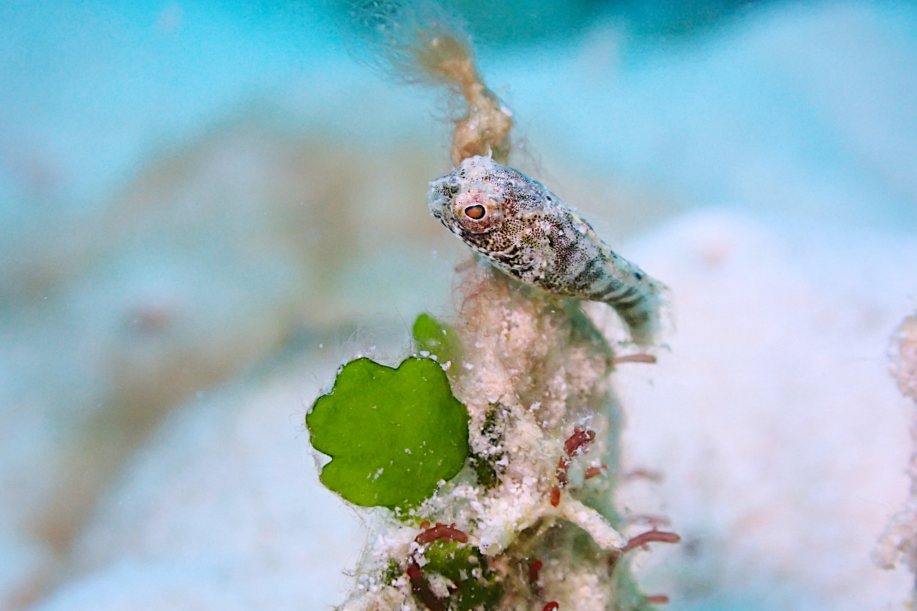 ハタタテギンポの幼魚