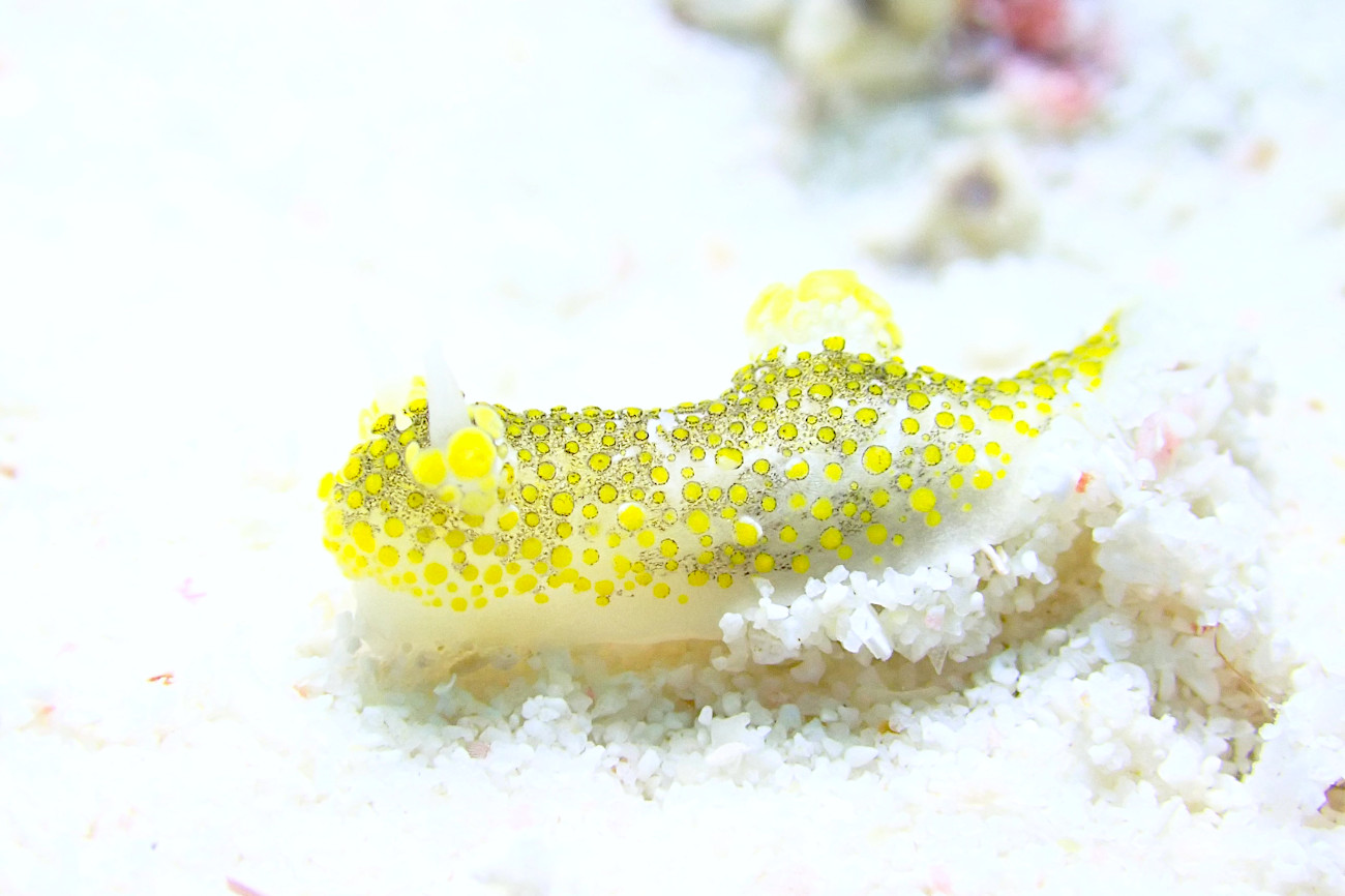 ハナサキセンヒメウミウシ