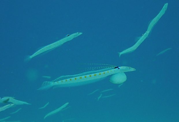 リュウグウベラギンポ