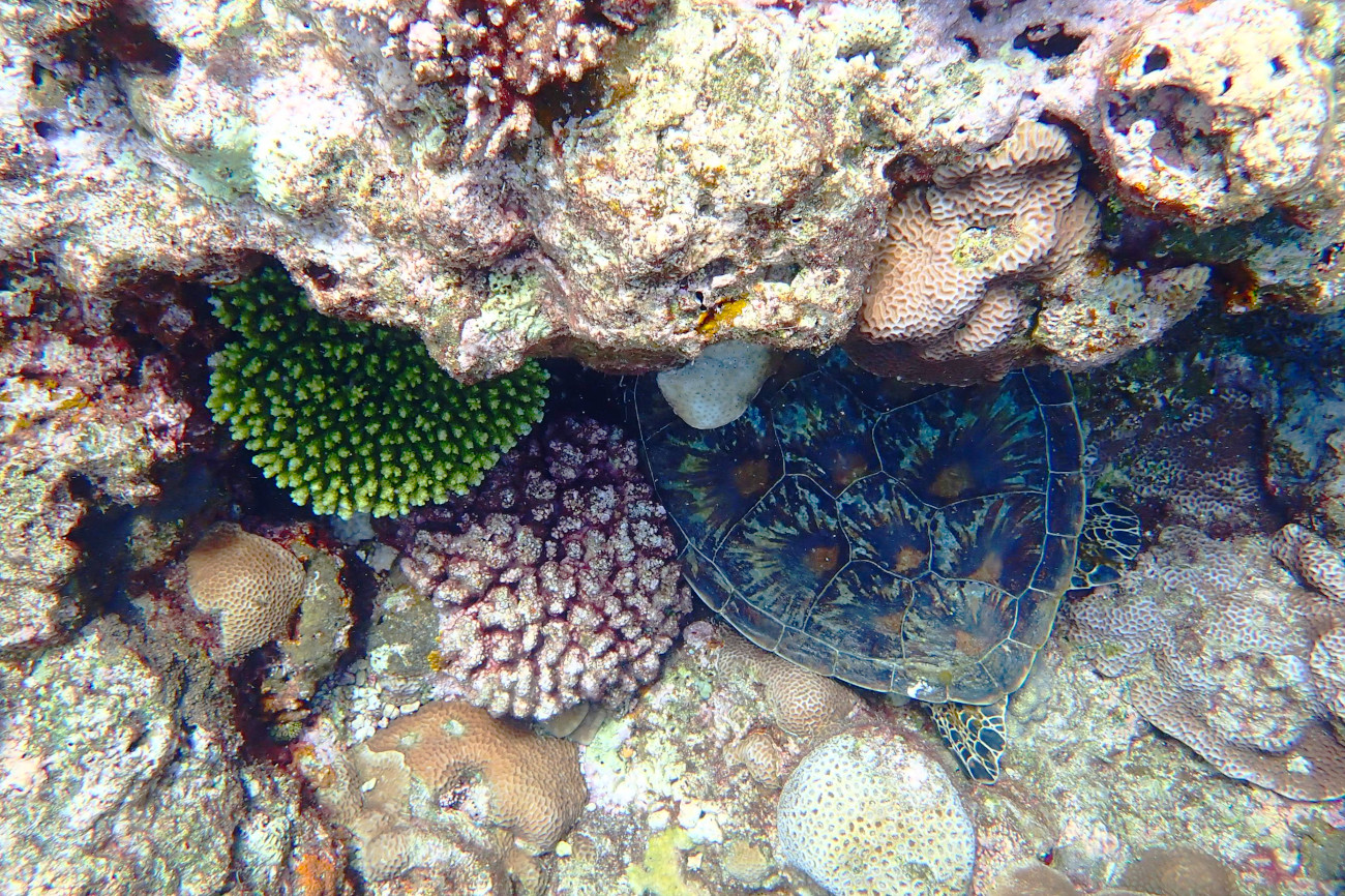 アオウミガメ