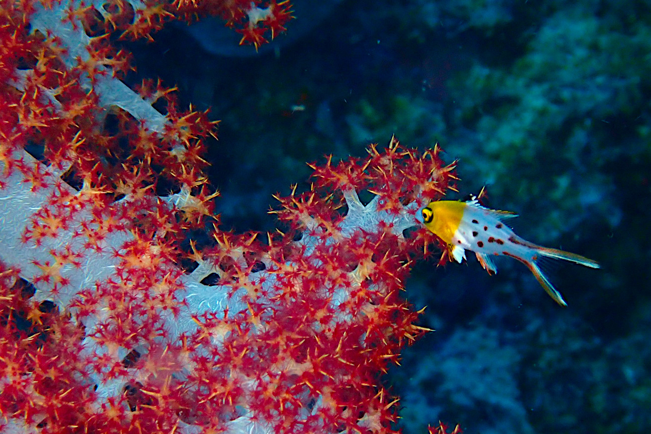 ヒオドシベラ幼魚