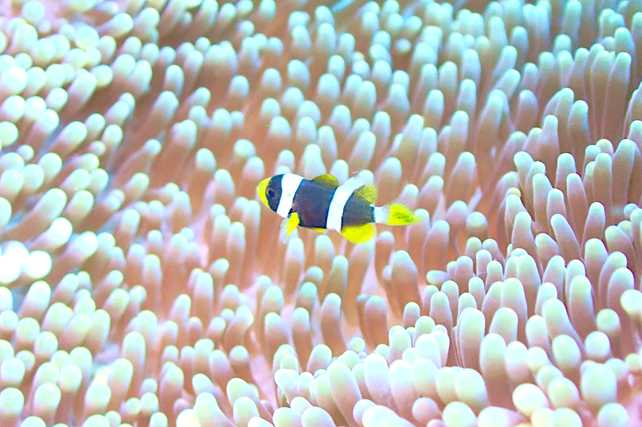 クマノミの幼魚