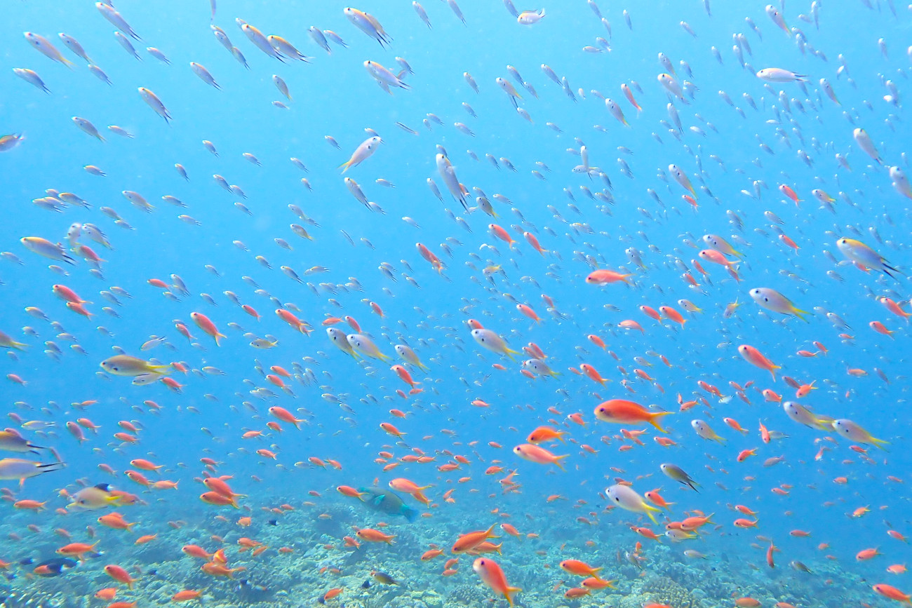 魚だらけの水中