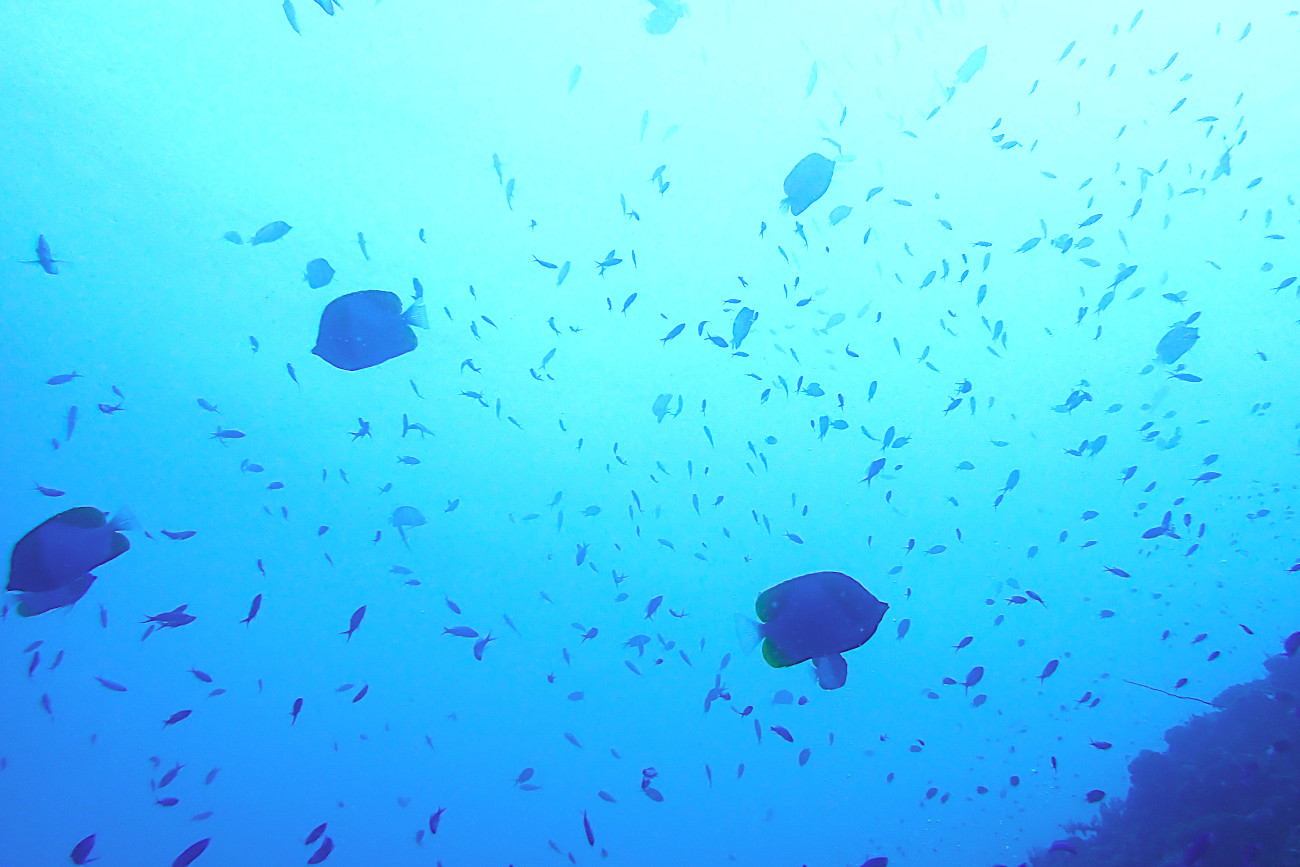 ドロップオフの魚たち