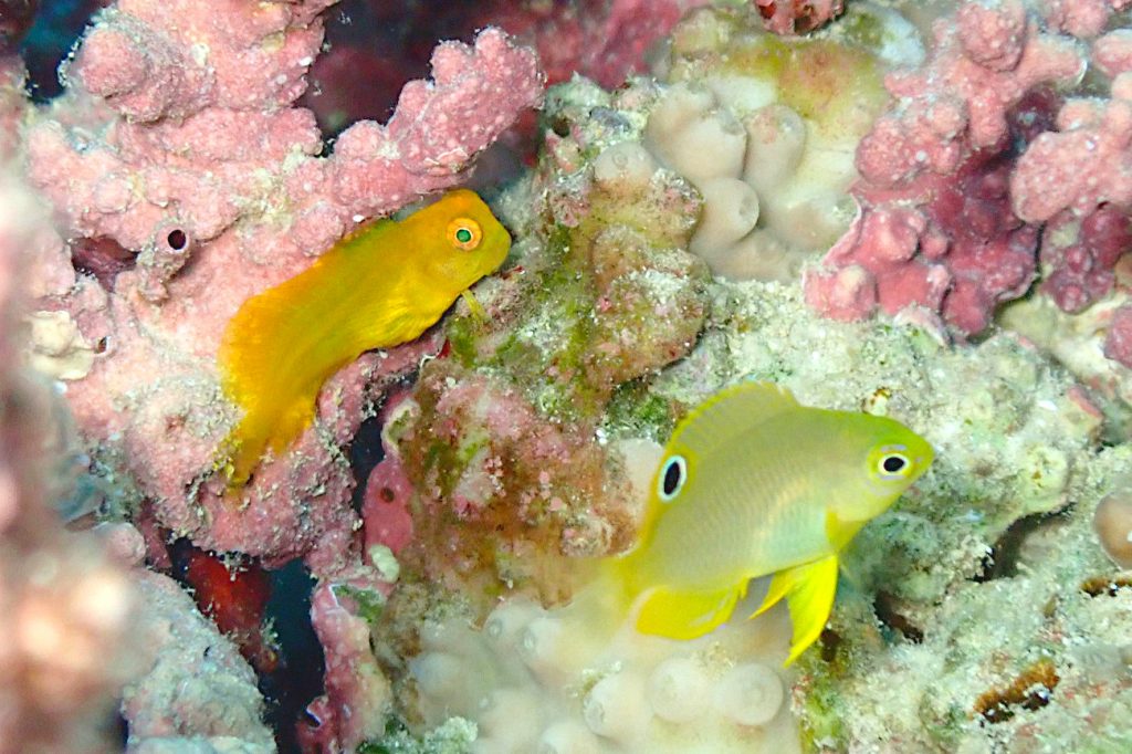 インドカエルウオとニセネッタイスズメダイ