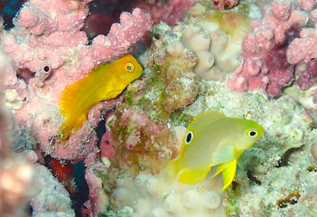 インドカエルウオとニセネッタイスズメダイ