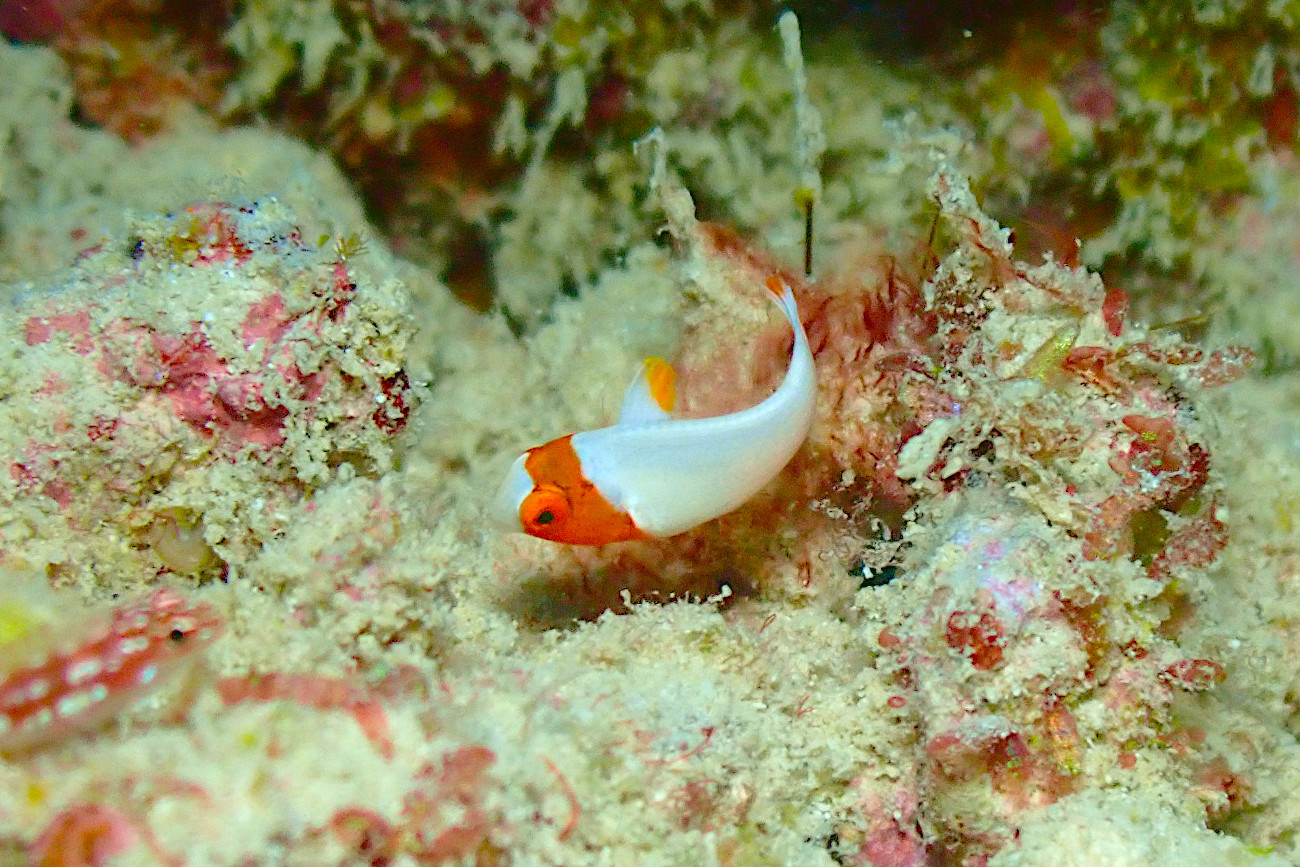イロブダイ幼魚