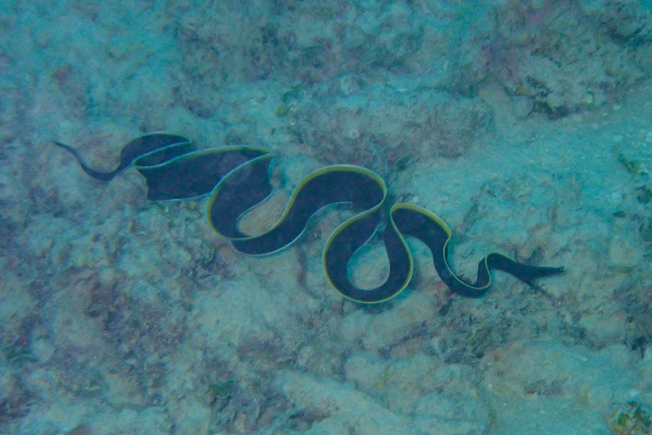 ハナヒゲウツボ幼魚