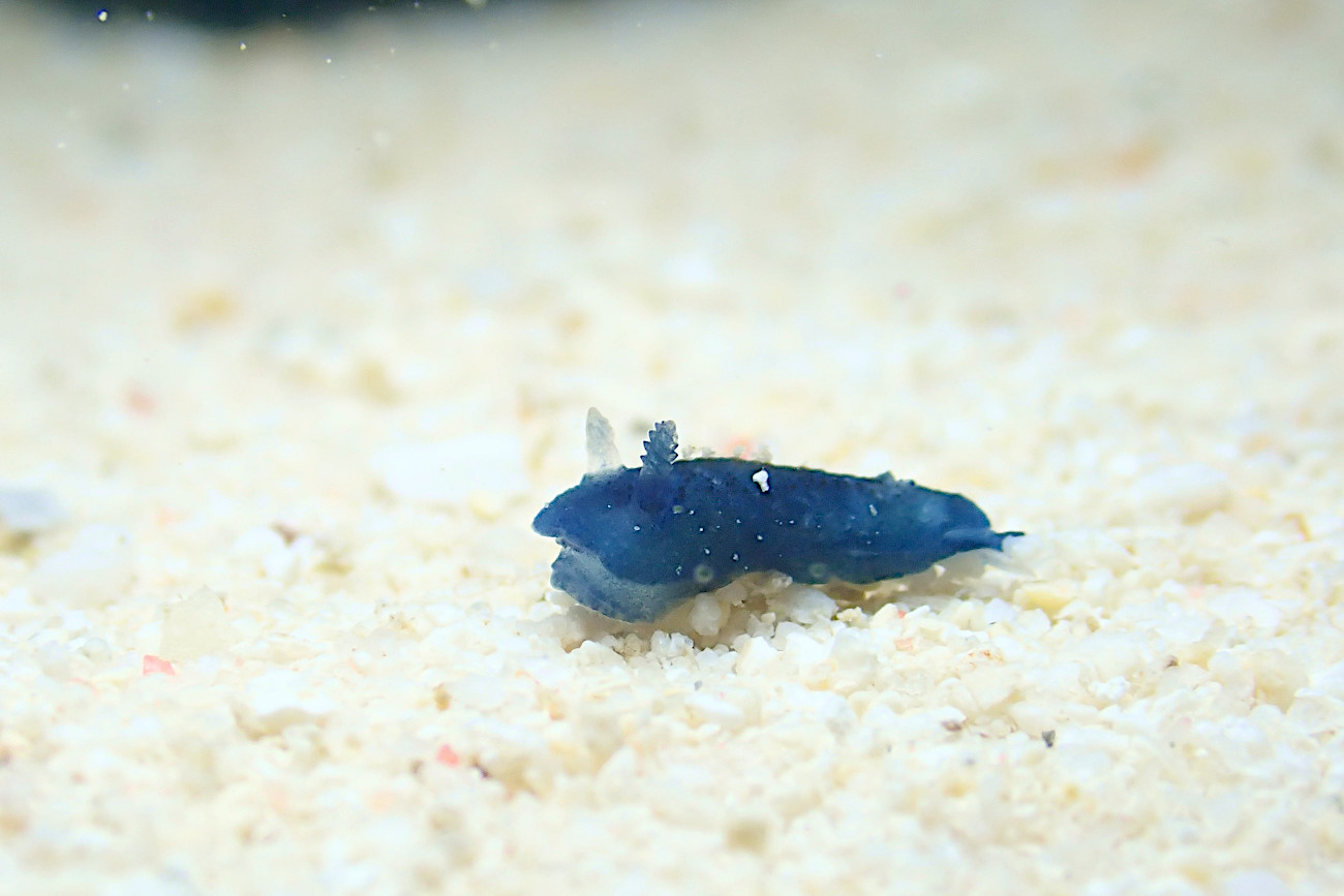 アオクシエラウミウシ