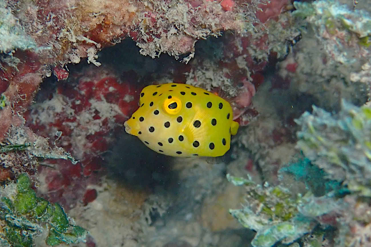 ミナミハコフグの幼魚