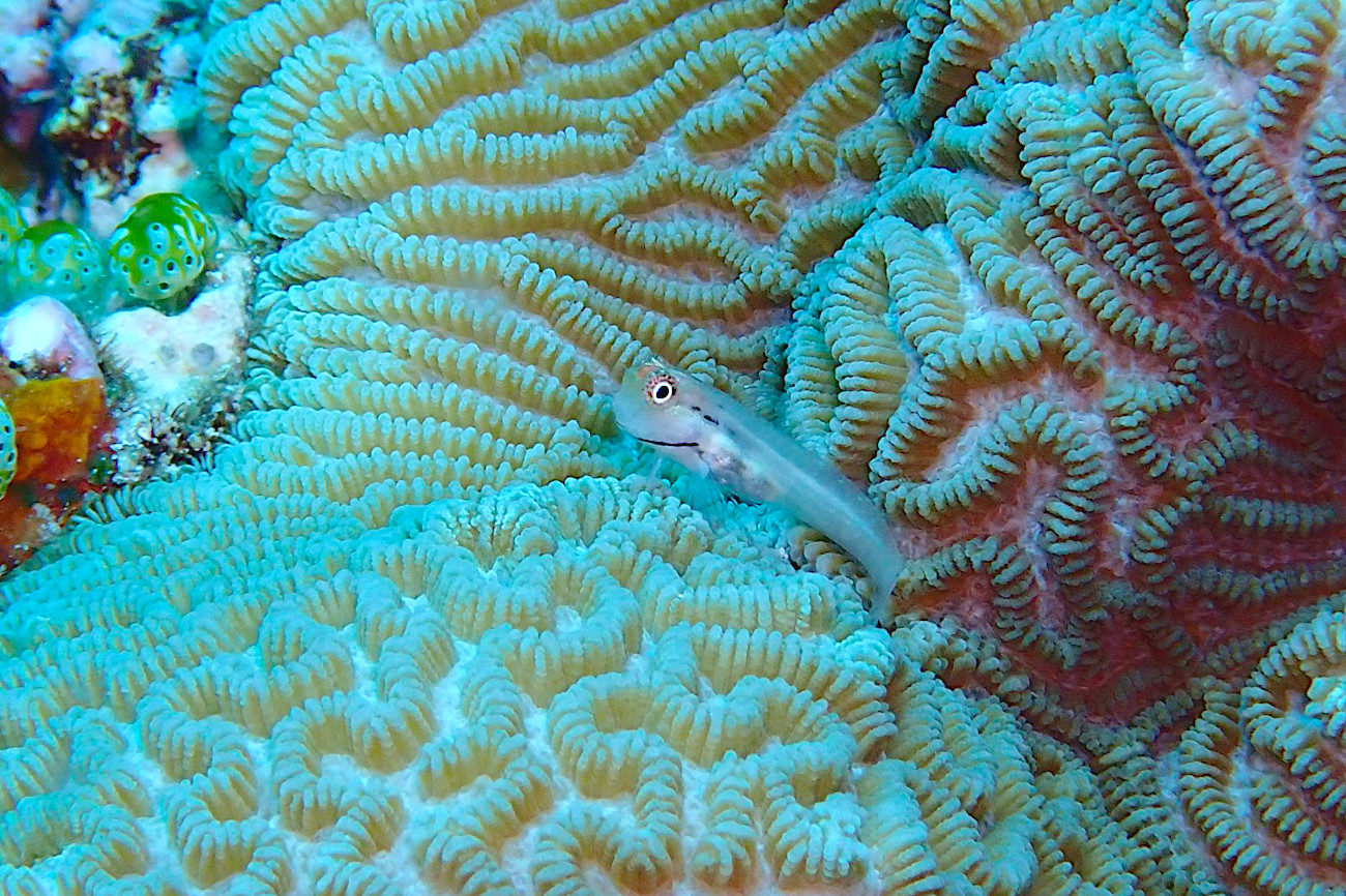 イシガキカエルウオ