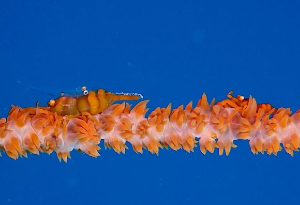 ムチカラマツエビの上にガラスハゼ