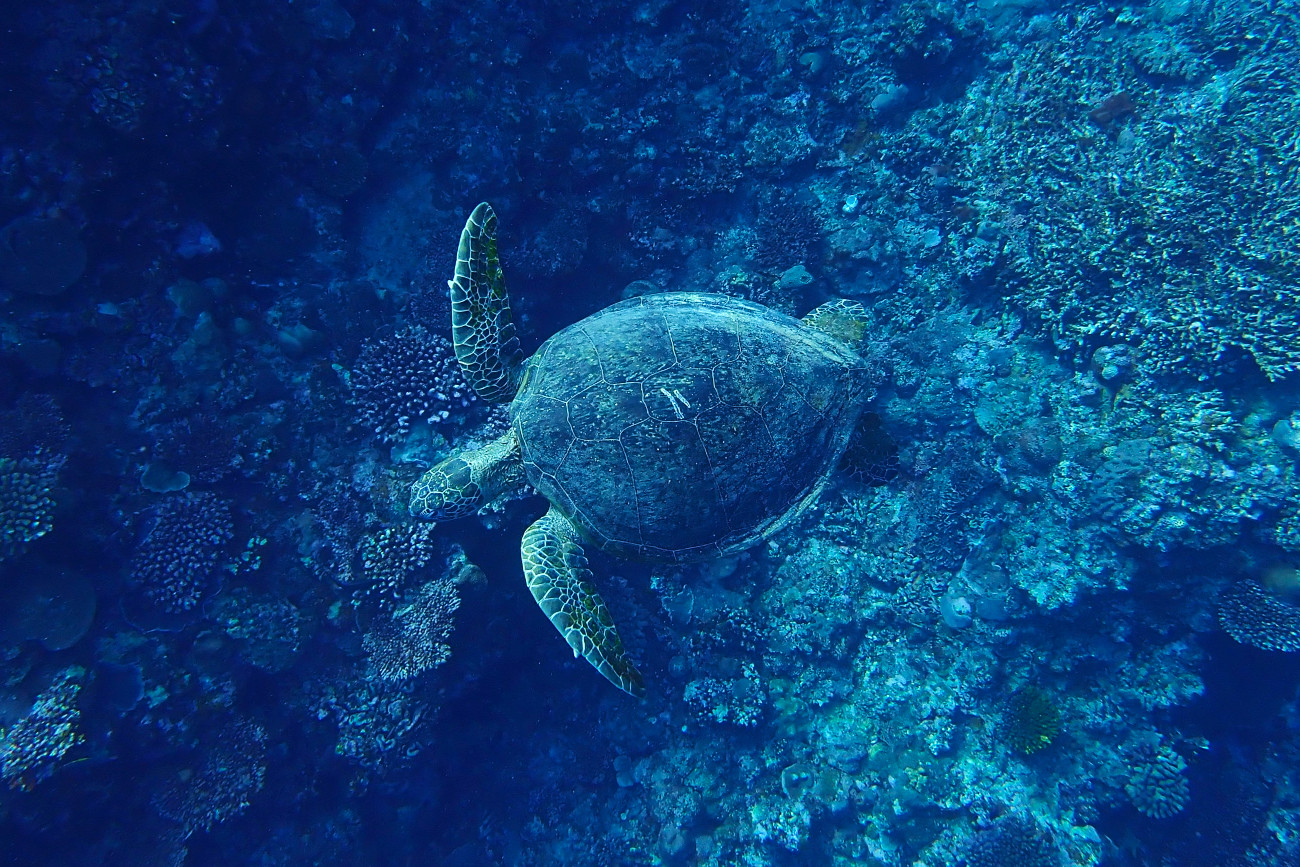 アオウミガメ