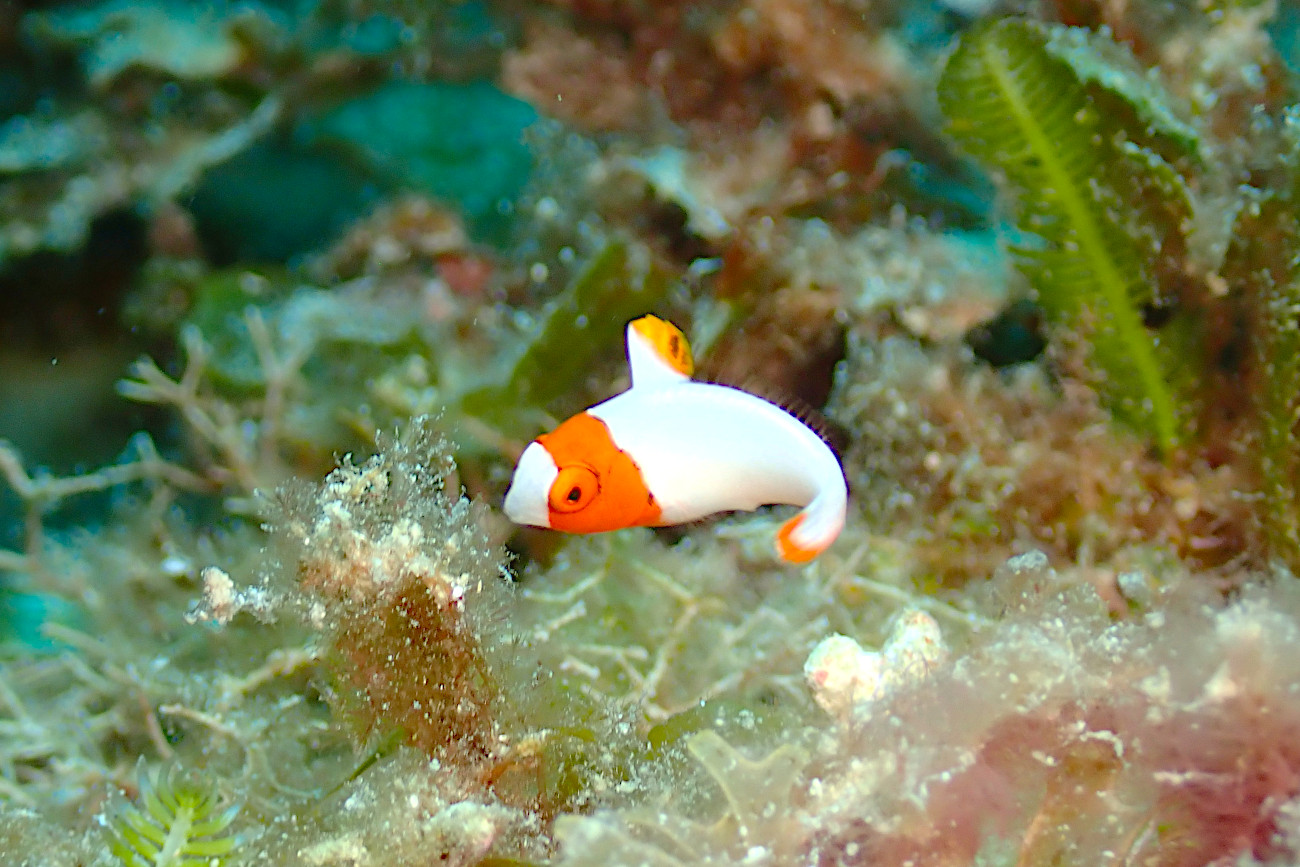 イロブダイ幼魚