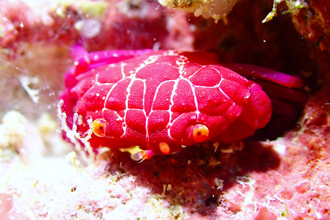 シロスジベニオウギガニ