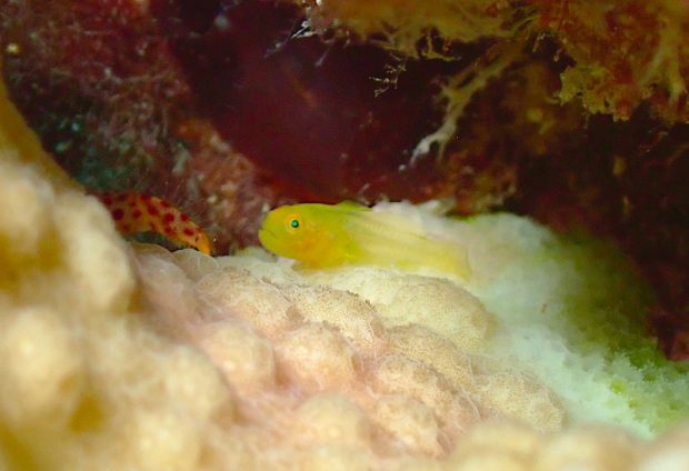 カサイダルマハゼの幼魚
