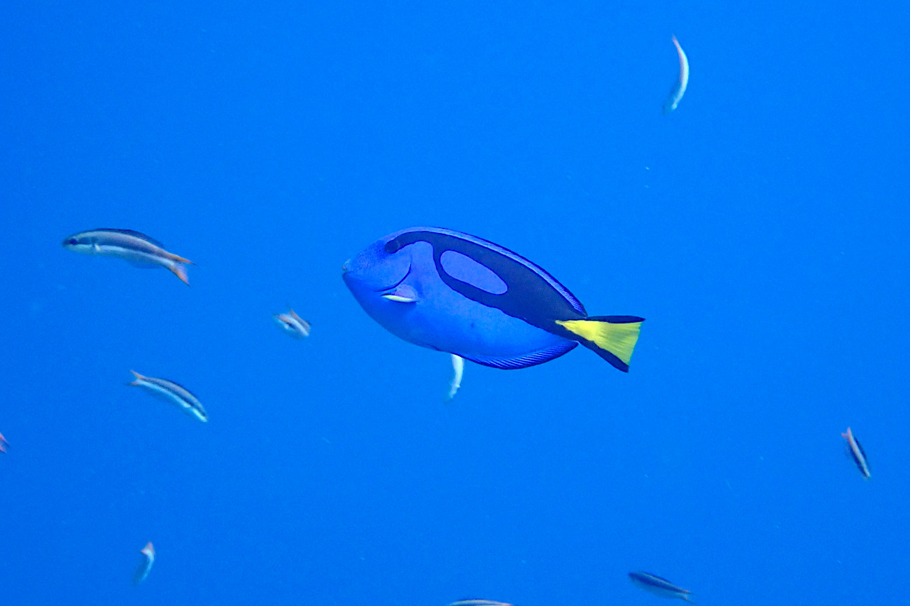 ナンヨウハギの成魚