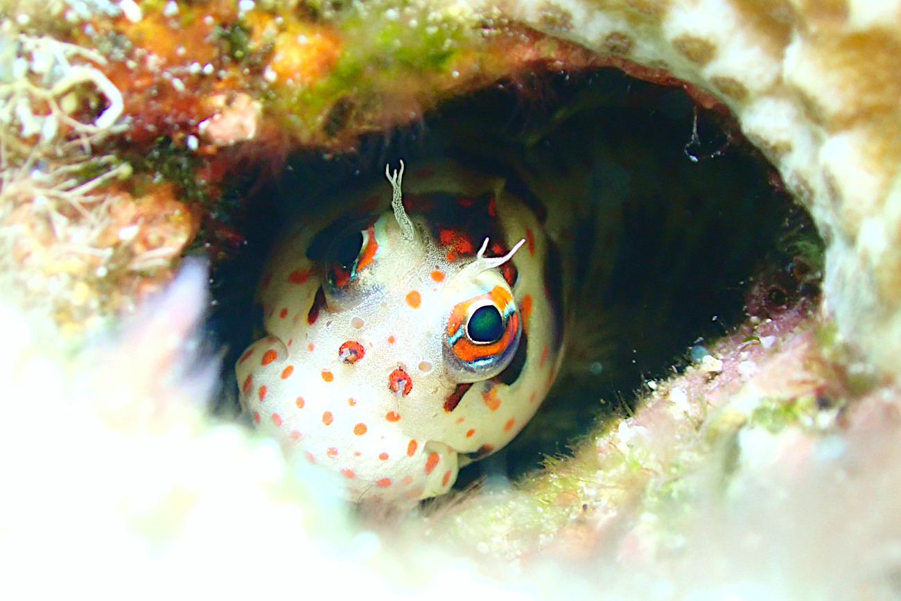 モンツキカエルウオ